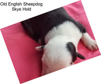 Old English Sheepdog Skye Hold