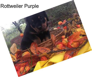 Rottweiler Purple