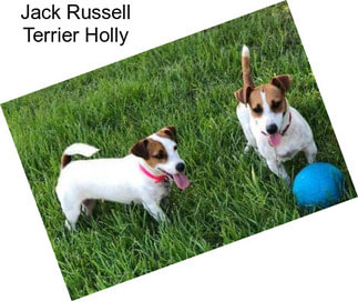 Jack Russell Terrier Holly