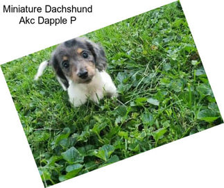 Miniature Dachshund Akc Dapple P