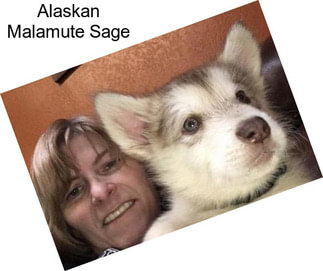 Alaskan Malamute Sage
