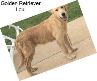 Golden Retriever Loui