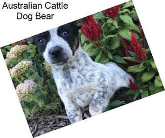 Australian Cattle Dog Bear