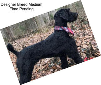 Designer Breed Medium Elmo Pending