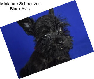 Miniature Schnauzer Black Avis