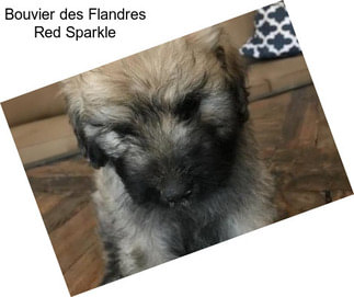 Bouvier des Flandres Red Sparkle