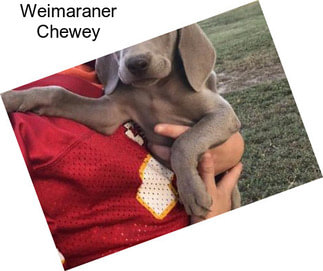 Weimaraner Chewey