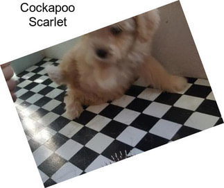 Cockapoo Scarlet