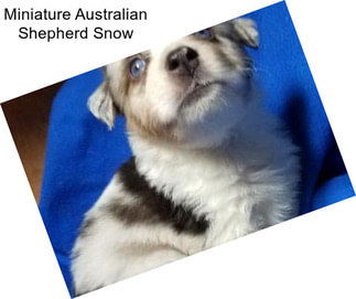 Miniature Australian Shepherd Snow