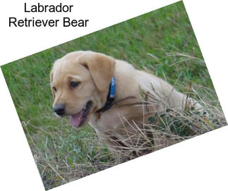 Labrador Retriever Bear