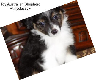 Toy Australian Shepherd ~tinyclassy~