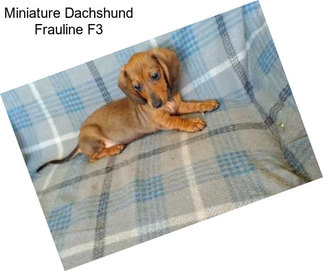 Miniature Dachshund Frauline F3