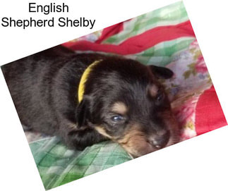 English Shepherd Shelby
