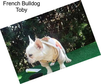 French Bulldog Toby