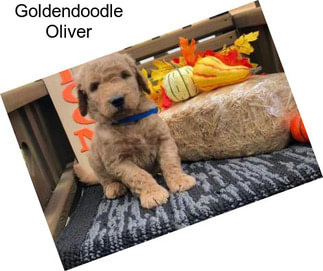 Goldendoodle Oliver