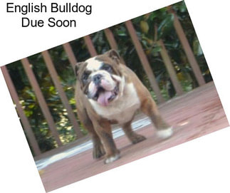 English Bulldog Due Soon