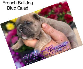 French Bulldog Blue Quad