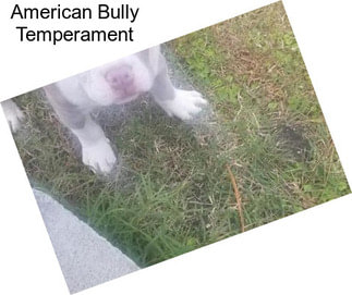 American Bully Temperament