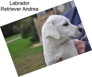 Labrador Retriever Andrea