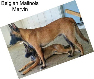 Belgian Malinois Marvin