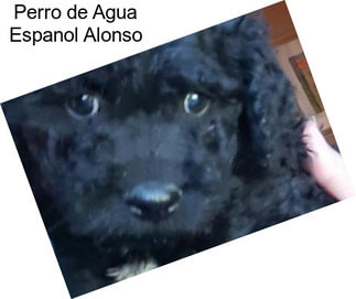 Perro de Agua Espanol Alonso