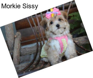 Morkie Sissy