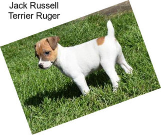 Jack Russell Terrier Ruger