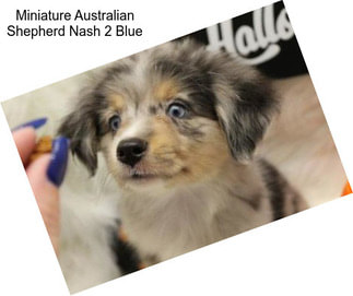 Miniature Australian Shepherd Nash 2 Blue