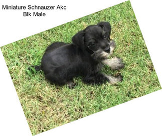 Miniature Schnauzer Akc Blk Male