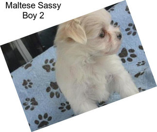 Maltese Sassy Boy 2