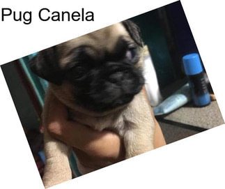 Pug Canela