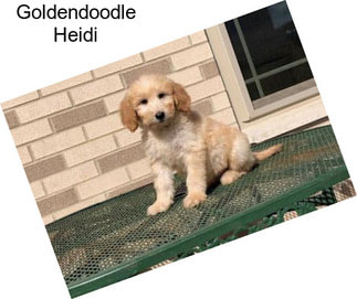 Goldendoodle Heidi