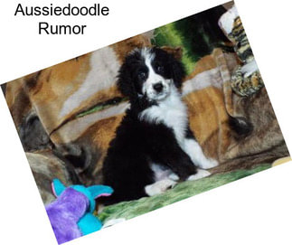 Aussiedoodle Rumor