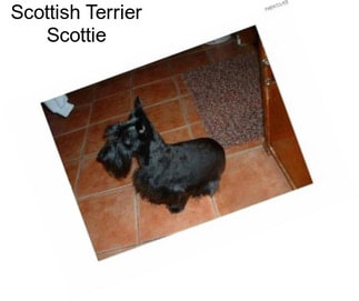 Scottish Terrier Scottie