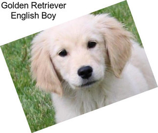 Golden Retriever English Boy