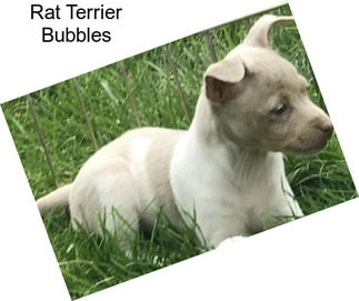 Rat Terrier Bubbles