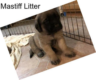 Mastiff Litter