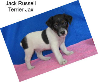 Jack Russell Terrier Jax