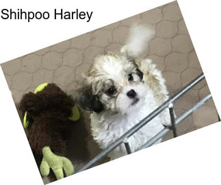 Shihpoo Harley