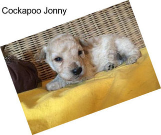 Cockapoo Jonny