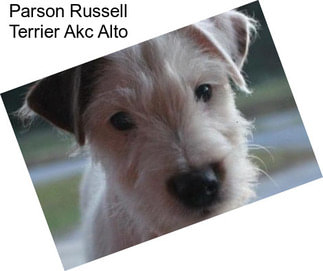 Parson Russell Terrier Akc Alto