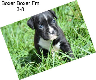 Boxer Boxer Fm 3-8