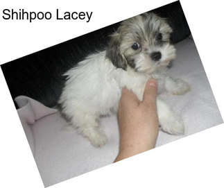 Shihpoo Lacey