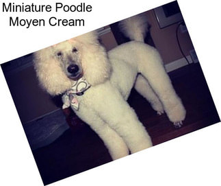 Miniature Poodle Moyen Cream