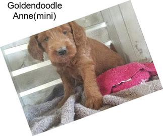 Goldendoodle Anne(mini)