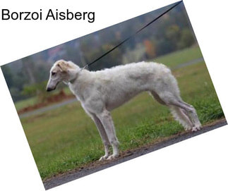 Borzoi Aisberg