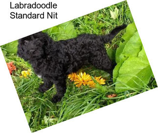 Labradoodle Standard Nit