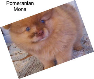 Pomeranian Mona