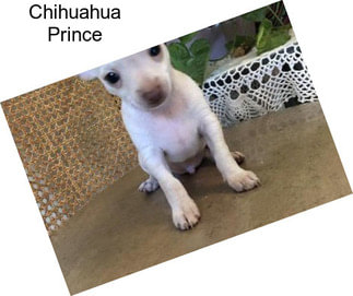 Chihuahua Prince