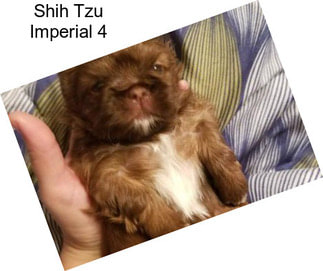 Shih Tzu Imperial 4